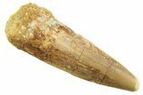 Juvenile Fossil Spinosaurus Tooth - Real Dinosaur Tooth #354827-1